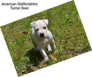 American Staffordshire Terrier Bear