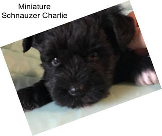 Miniature Schnauzer Charlie