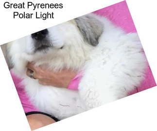 Great Pyrenees Polar Light