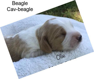 Beagle Cav-beagle