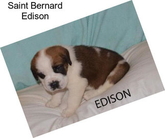 Saint Bernard Edison