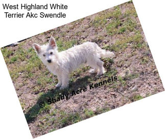 West Highland White Terrier Akc Swendle