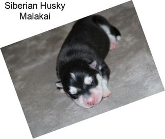 Siberian Husky Malakai