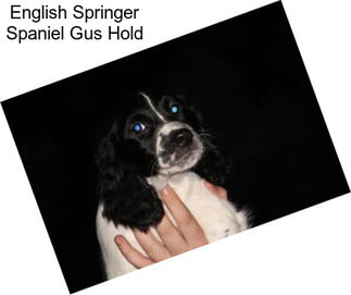 English Springer Spaniel Gus Hold