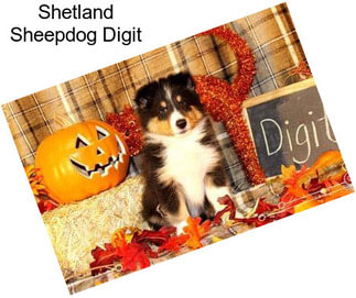 Shetland Sheepdog Digit