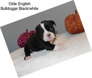 Olde English Bulldogge Black/white