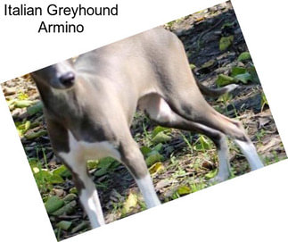 Italian Greyhound Armino