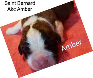 Saint Bernard Akc Amber