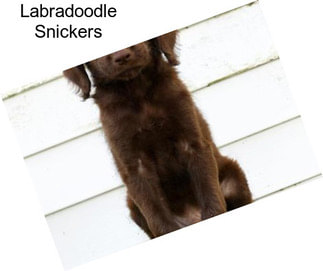 Labradoodle Snickers