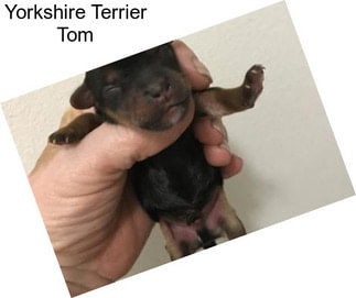 Yorkshire Terrier Tom