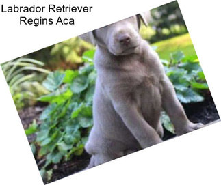 Labrador Retriever Regins Aca