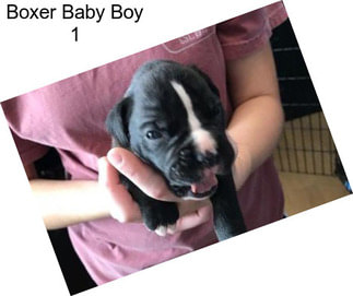 Boxer Baby Boy 1