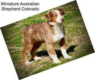 Miniature Australian Shepherd Colorado