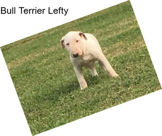 Bull Terrier Lefty
