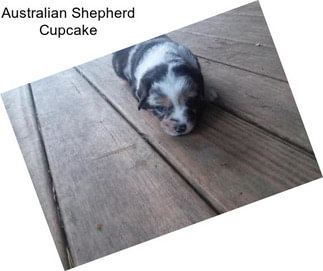 Australian Shepherd Cupcake
