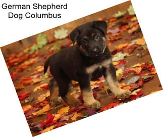 German Shepherd Dog Columbus