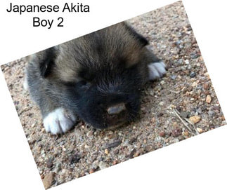 Japanese Akita Boy 2