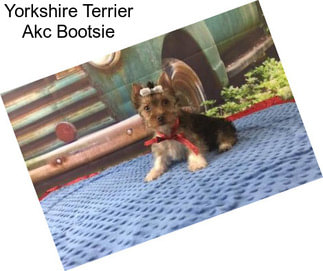 Yorkshire Terrier Akc Bootsie