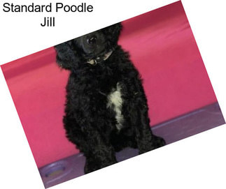 Standard Poodle Jill