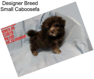 Designer Breed Small Caboosefa