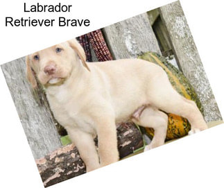 Labrador Retriever Brave