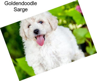 Goldendoodle Sarge