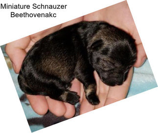 Miniature Schnauzer Beethovenakc