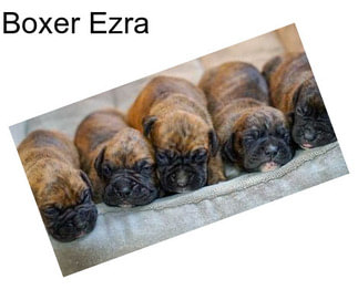 Boxer Ezra