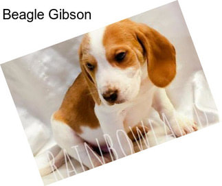 Beagle Gibson