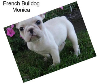 French Bulldog Monica