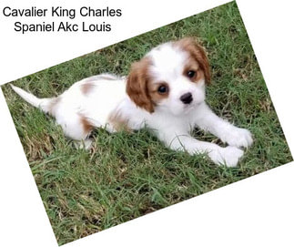 Cavalier King Charles Spaniel Akc Louis