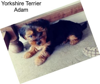 Yorkshire Terrier Adam