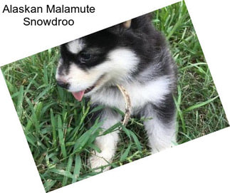 Alaskan Malamute Snowdroo