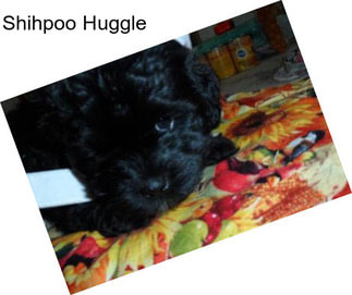 Shihpoo Huggle