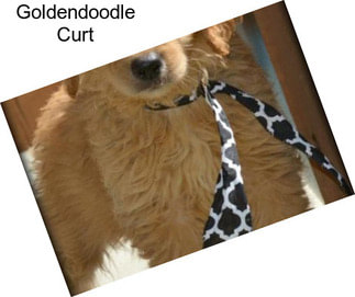 Goldendoodle Curt