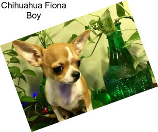 Chihuahua Fiona Boy
