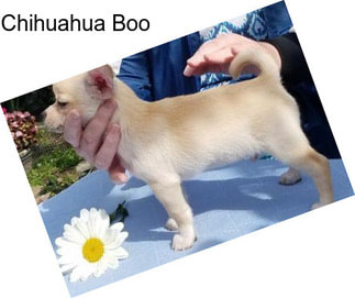 Chihuahua Boo