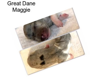 Great Dane Maggie