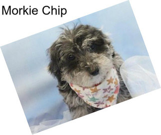 Morkie Chip