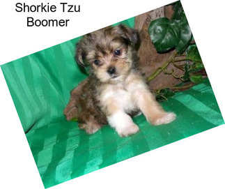 Shorkie Tzu Boomer