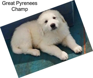 Great Pyrenees Champ