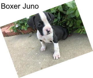 Boxer Juno