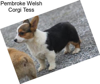 Pembroke Welsh Corgi Tess