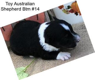 Toy Australian Shepherd Btm #14