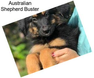 Australian Shepherd Buster