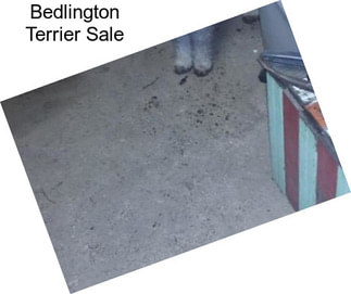 Bedlington Terrier Sale