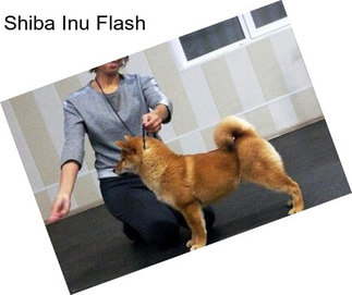 Shiba Inu Flash