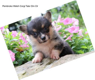 Pembroke Welsh Corgi Talor Dm Clr