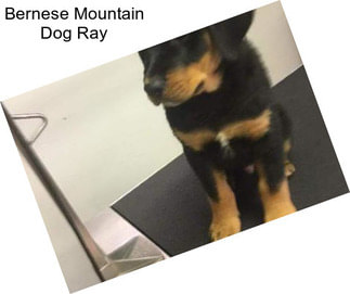 Bernese Mountain Dog Ray