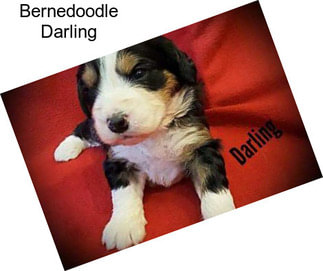 Bernedoodle Darling